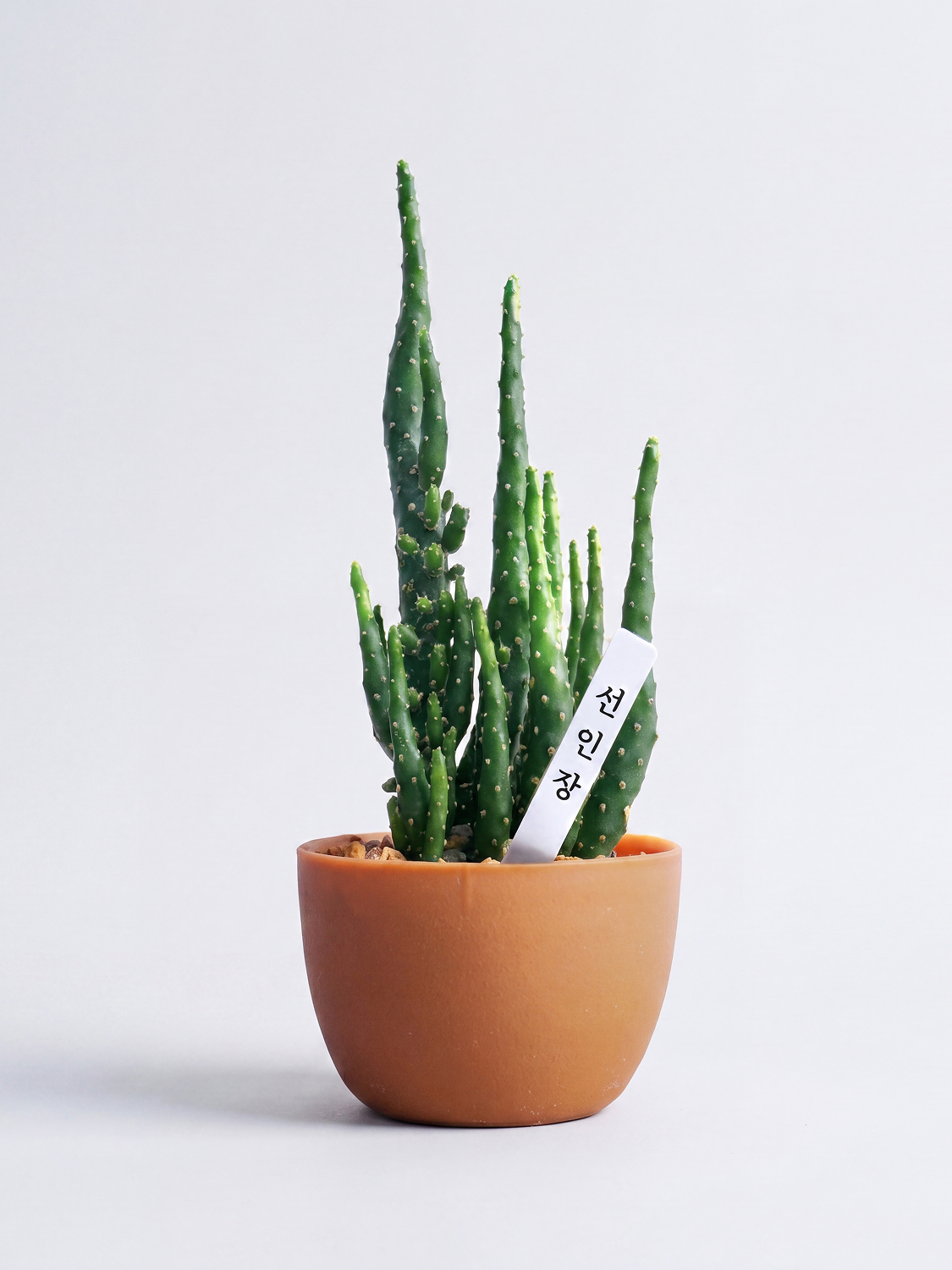 Namepick straight flower pots (24 packs)