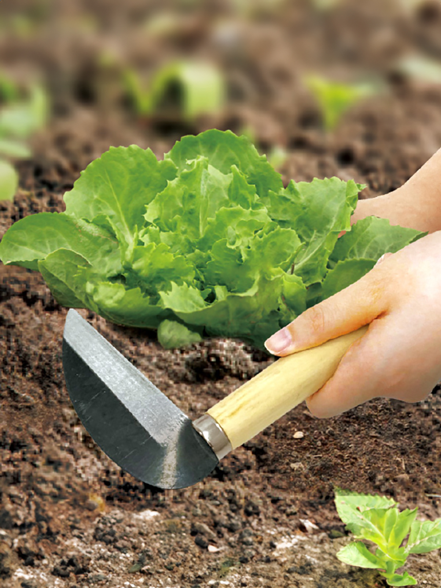 sickle for vegetable harvesting