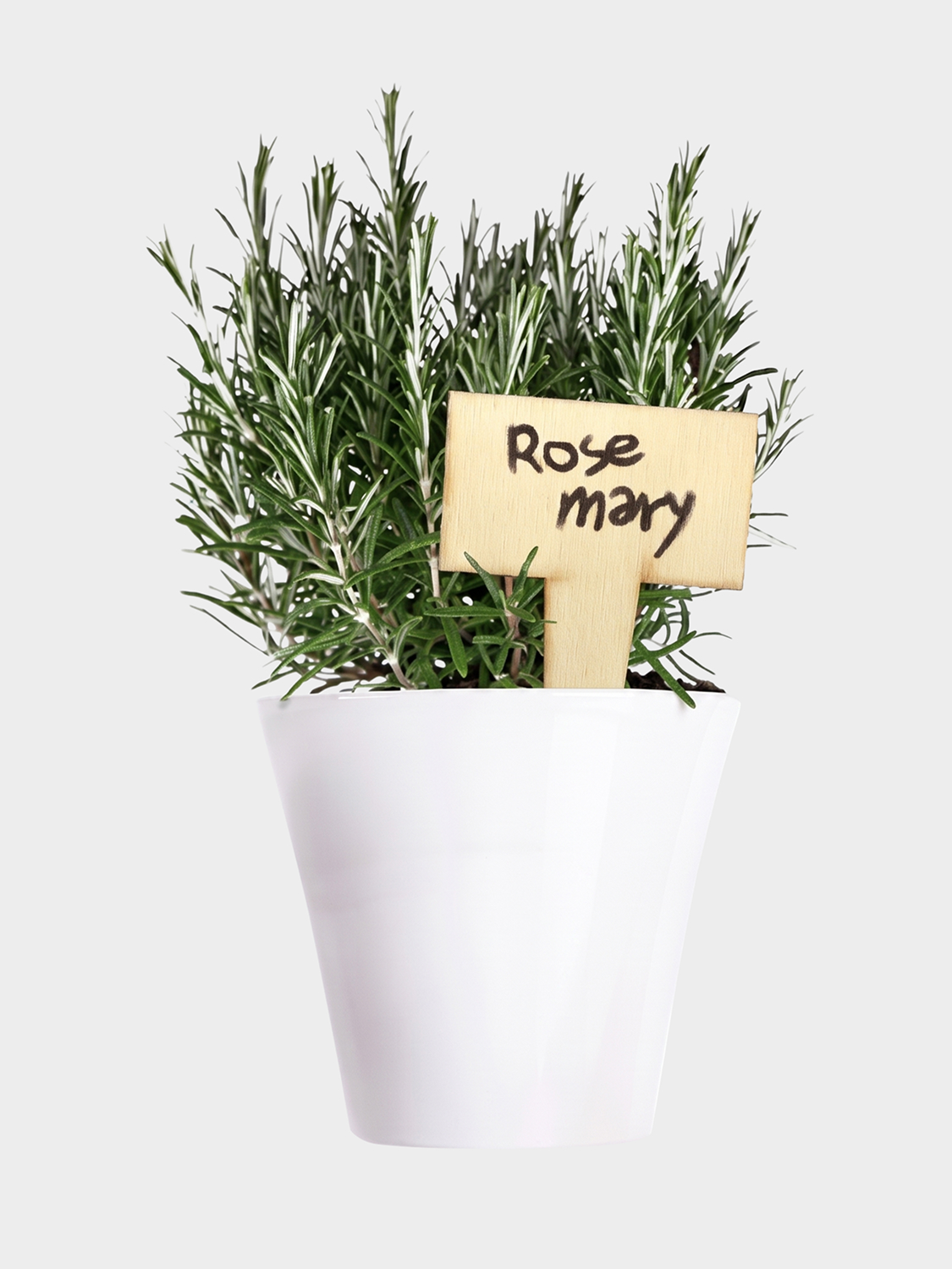 Wood plant name pick 6 packs