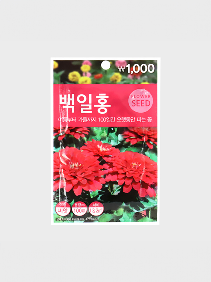 Green Star Zinnia