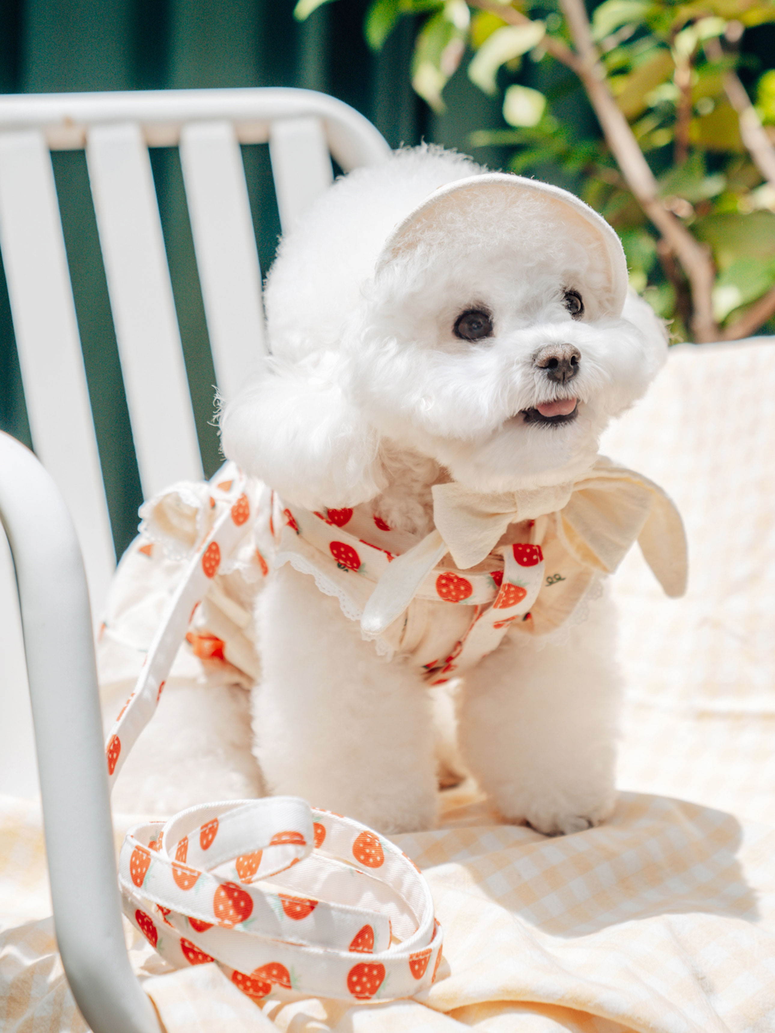 [Pet] Pattern lead leash harness set