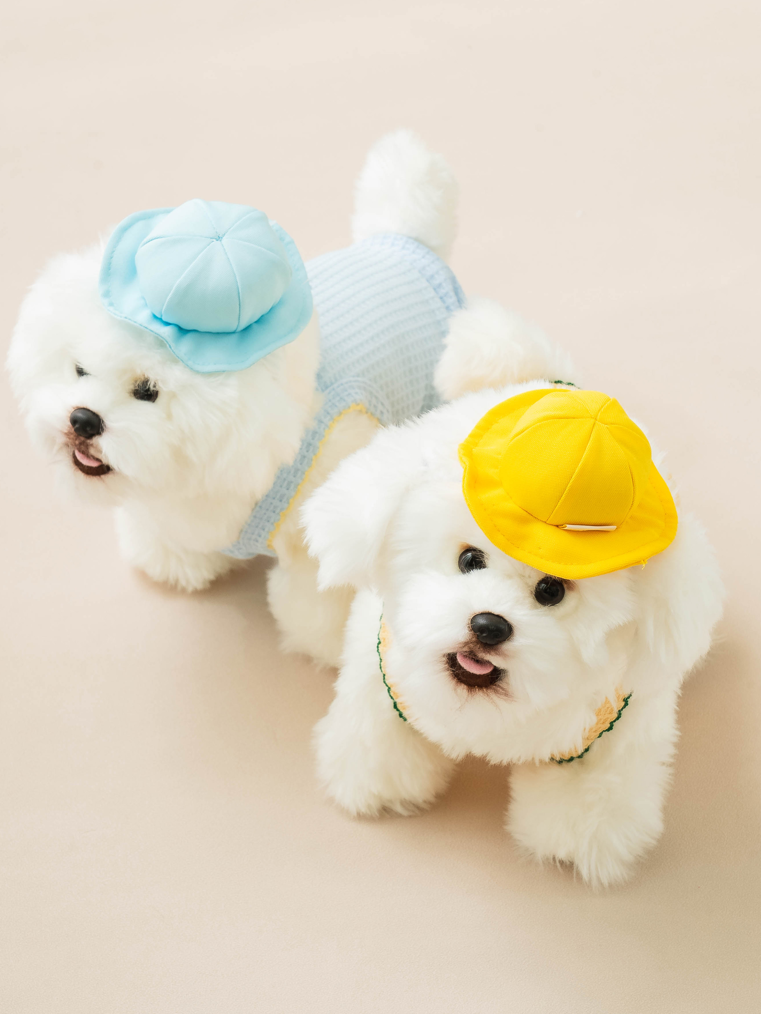 [Pet] Kindergarten Hat S