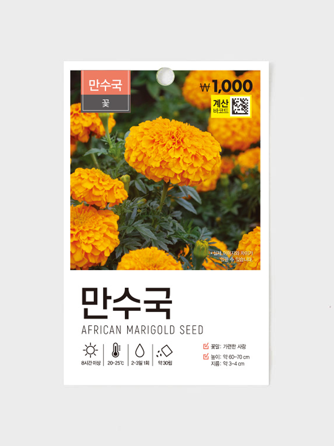 Green Star Marigold